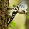 Strakapoud maly - Dendrocopos minor - Lesser Spotted Woodpecker 8950